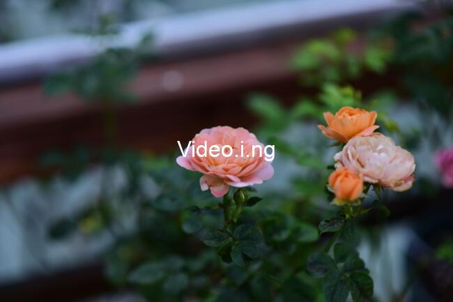 Rosebush Pruning (2026) MOVIE
